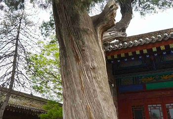 药王山第 26 张图片
