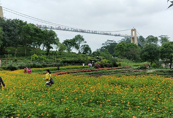 星罗纪大森林景区(广州二龙山花园)第 18 张图片
