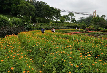星罗纪大森林景区(广州二龙山花园)第 16 张图片