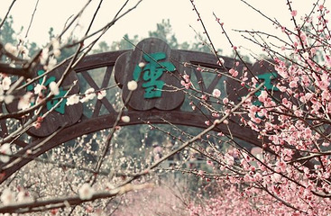 香雪海第 67 张图片