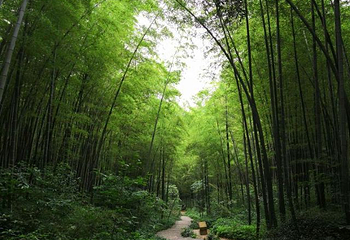 南山第 46 张图片