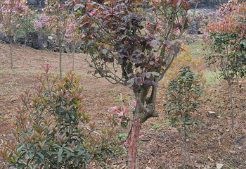 天眼洞花岭风景区第 42 张图片
