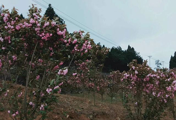 天眼洞花岭风景区第 40 张图片