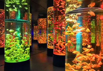 镜湖湿地海洋世界第 19 张图片