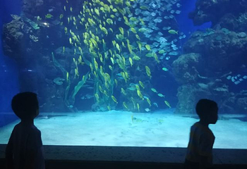 邯郸海洋世界第 18 张图片