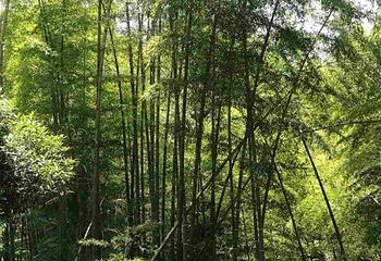 老峨山第 35 张图片