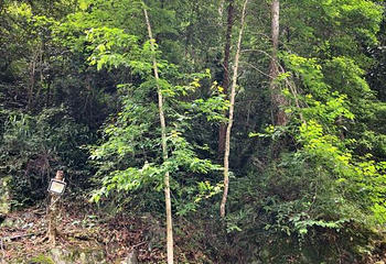 龙胜温泉第 72 张图片