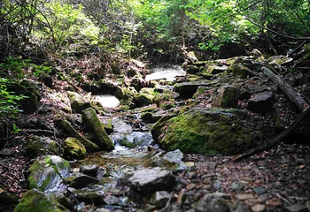 绿石谷第 50 张图片