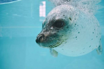 下田海中水族馆第 16 张图片