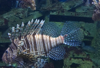 台湾海洋生物博物馆第 63 张图片
