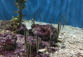 台湾海洋生物博物馆第 61 张图片