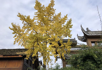 新场古镇第 9 张图片