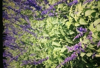 花都香草世界第 153 张图片