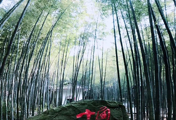 茶山竹海第 33 张图片