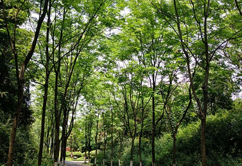 龙背山森林公园第 38 张图片