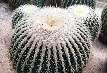 世界花卉大观园第 104 张图片