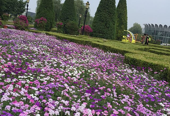 世界花卉大观园第 103 张图片