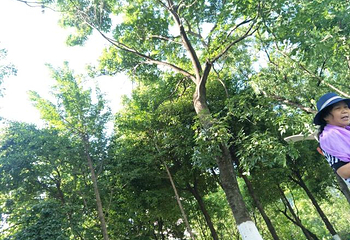 石门壶瓶山第 26 张图片