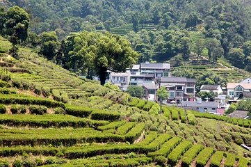梅家坞茶文化村第 12 张图片