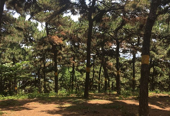 北京西山国家森林公园第 63 张图片
