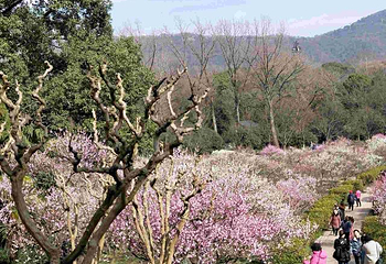 梅花山第 47 张图片
