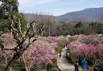 梅花山第 46 张图片