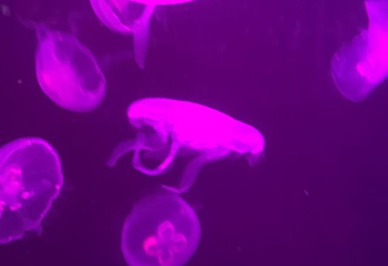武汉东湖海洋世界第 49 张图片