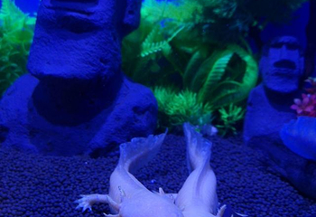武汉东湖海洋世界第 47 张图片