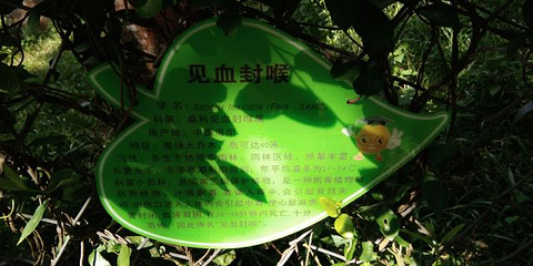 椰子大观园第 50 张图片