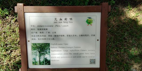 椰子大观园第 49 张图片