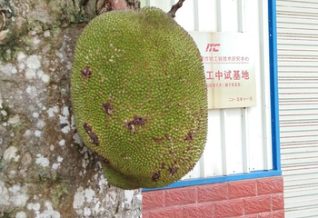 椰子大观园第 43 张图片