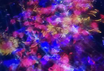 teamLab油罐中的水粒子世界第 5 张图片