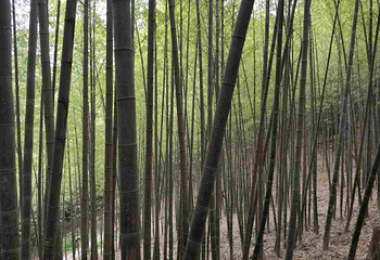 四明山国家森林公园第 30 张图片