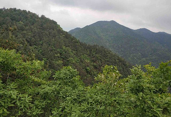 四明山国家森林公园第 25 张图片