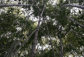 竹洞天风景区第 20 张图片