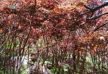 崂山巨峰游览区第 39 张图片