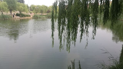 百脉泉公园第 21 张图片
