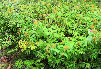 珍珠泉风景区第 20 张图片