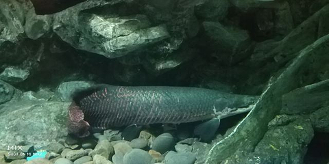 台湾海洋生物博物馆第 59 张图片