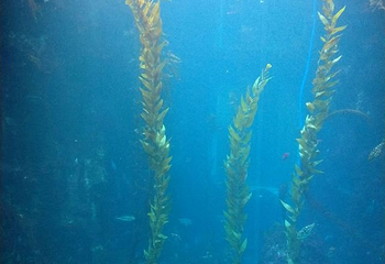 台湾海洋生物博物馆第 58 张图片