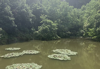 石鹅湖第 12 张图片