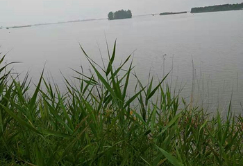 大纵湖第 46 张图片