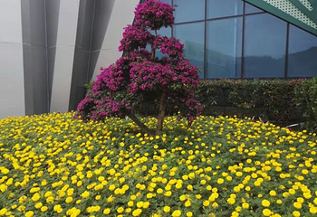 漳州东南花都第 33 张图片