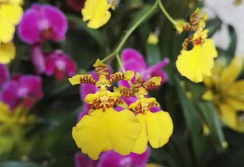 漳州东南花都第 32 张图片