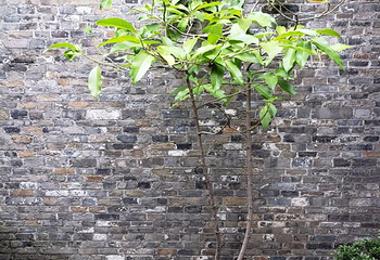 朱自清故居第 16 张图片