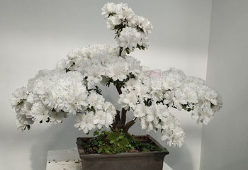 中国杜鹃花博览园第 12 张图片