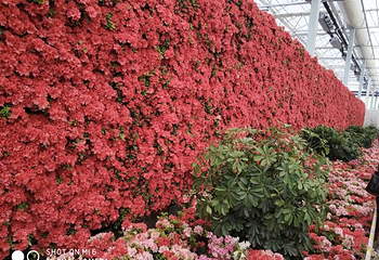 中国杜鹃花博览园第 6 张图片