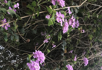 湖光岩风景区第 69 张图片