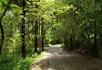 龙穿峡景区第 46 张图片