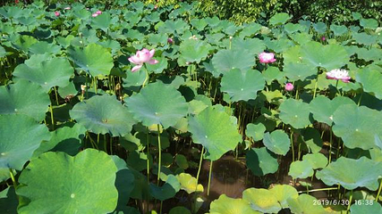 宝箴塞第 15 张图片